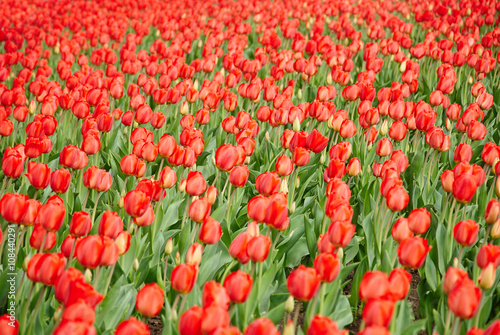 Beautiful bouquet of red tulips