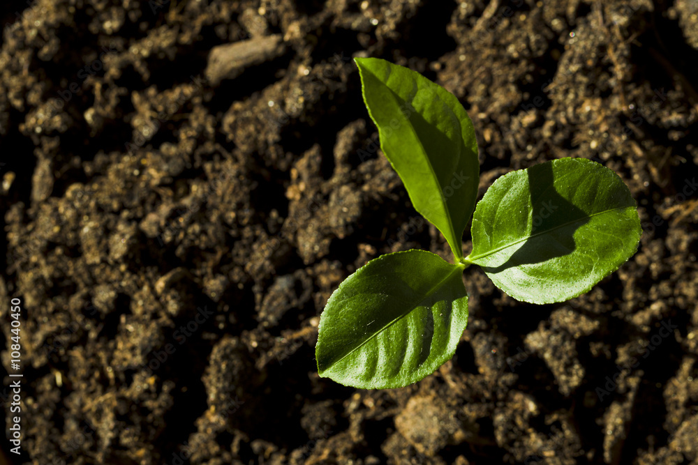Young sprout of lemon Young sprout of lemon