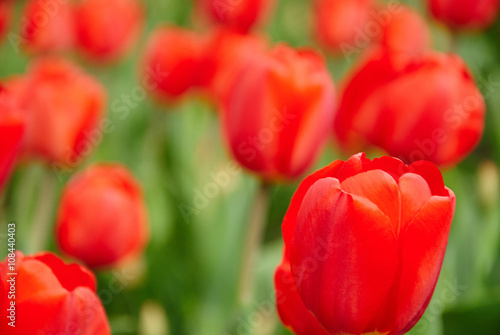 Beautiful bouquet of red tulips