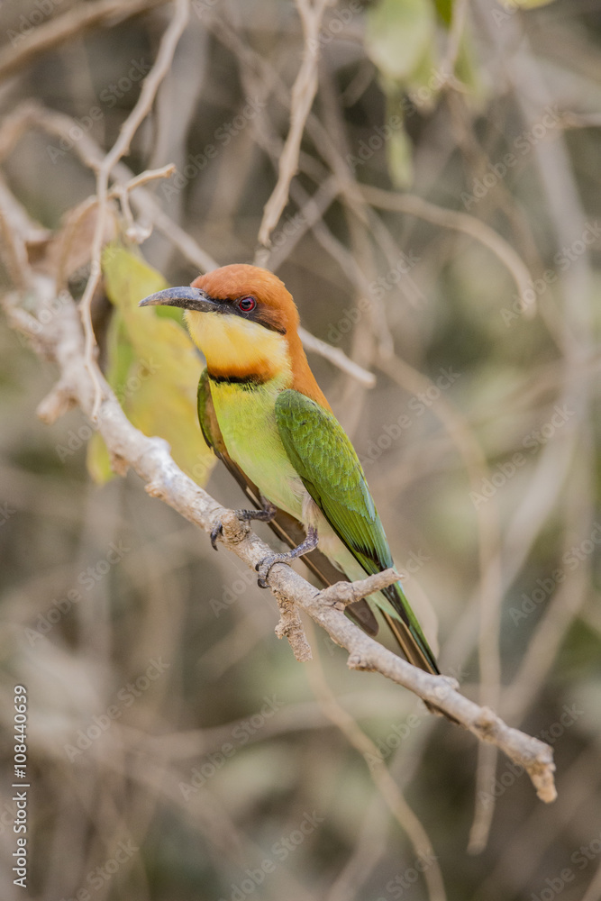 Fototapeta premium Chestnut Bee Eater Isolated