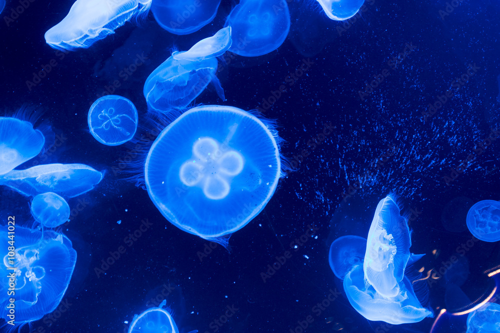 Jellyfish Underwater Jellyfish Underwater