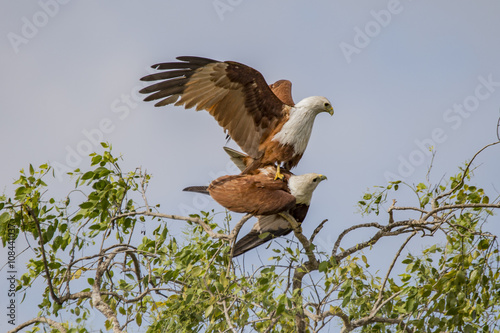 Two Brahminy Kites (Eagles) mating photo