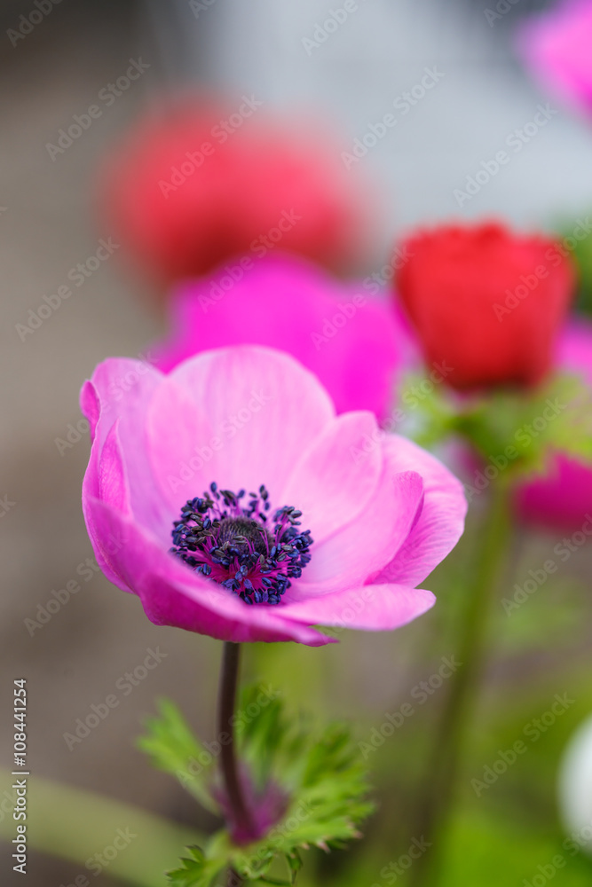 アネモネの花 アネモネの花