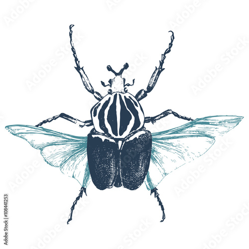 Hand drawn goliath beetle