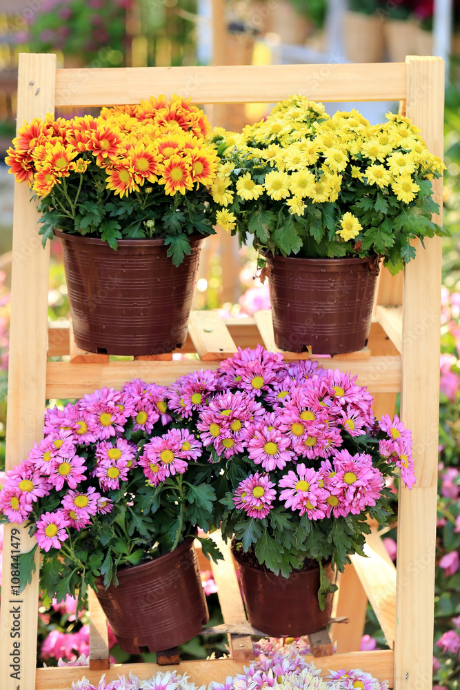 Clolorful Chrysanthemum flowers in pots on wooden frame.