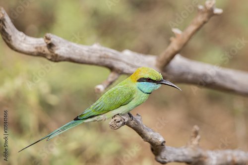 Green Bee-Eater Isolated