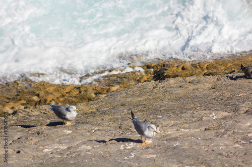 gulls on rocks by the sea