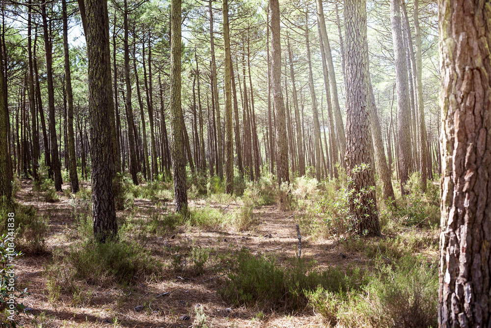 Obraz premium Wald im Sommer