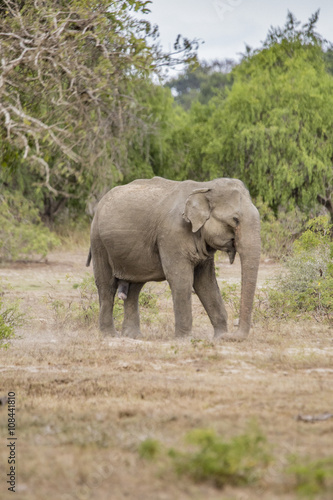 Sri Lankan Elephant Isolated
