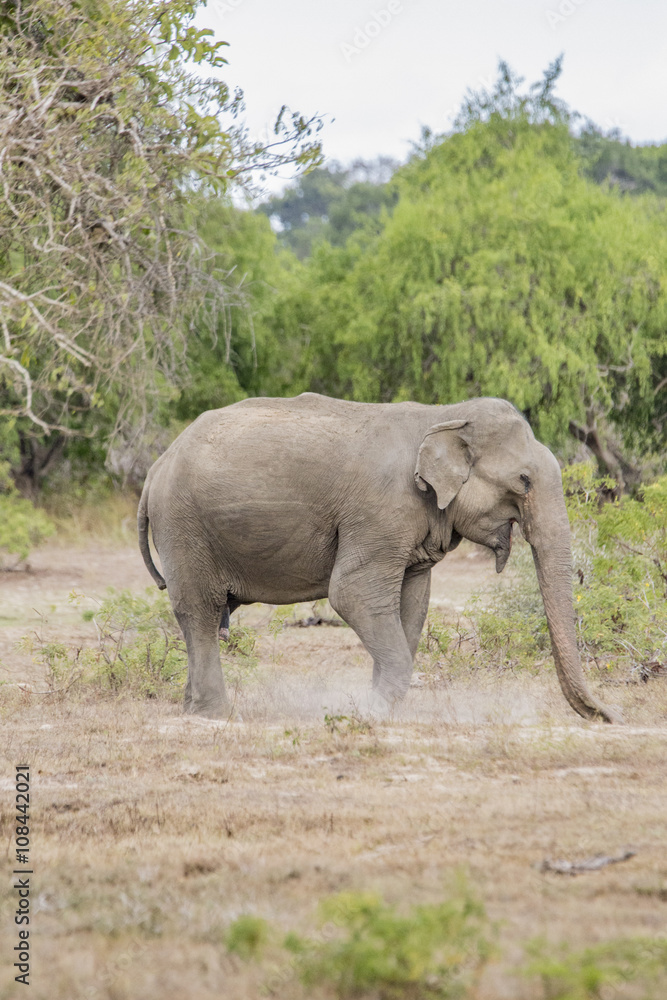 Sri Lankan Elephant Isolated