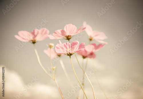 Vintage cosmos flower.