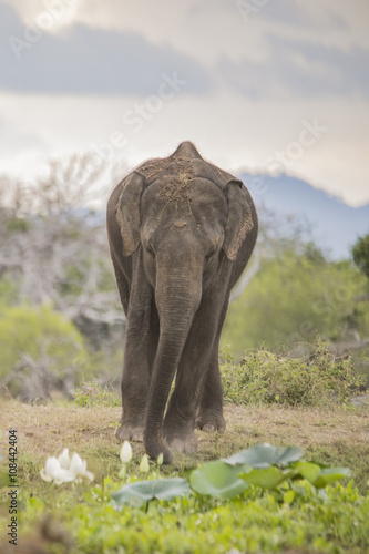 Sri Lankan Elephant Isolated