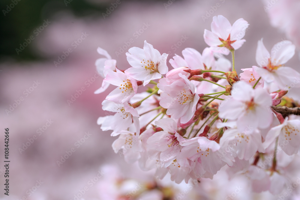 桜の花