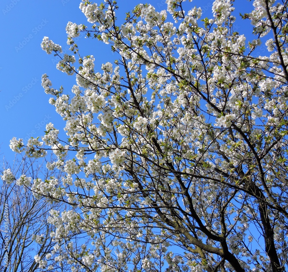 Colourful Spring blossom against a blue sky. Colourful Spring blossom against a blue sky.