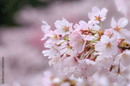 桜の花