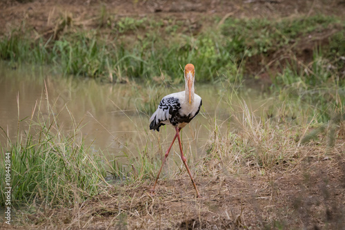 Painted Stork Isolated