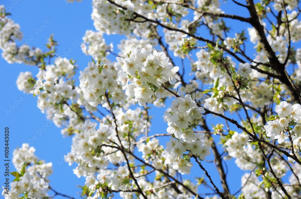 Colourful Spring blossom against a blue sky.