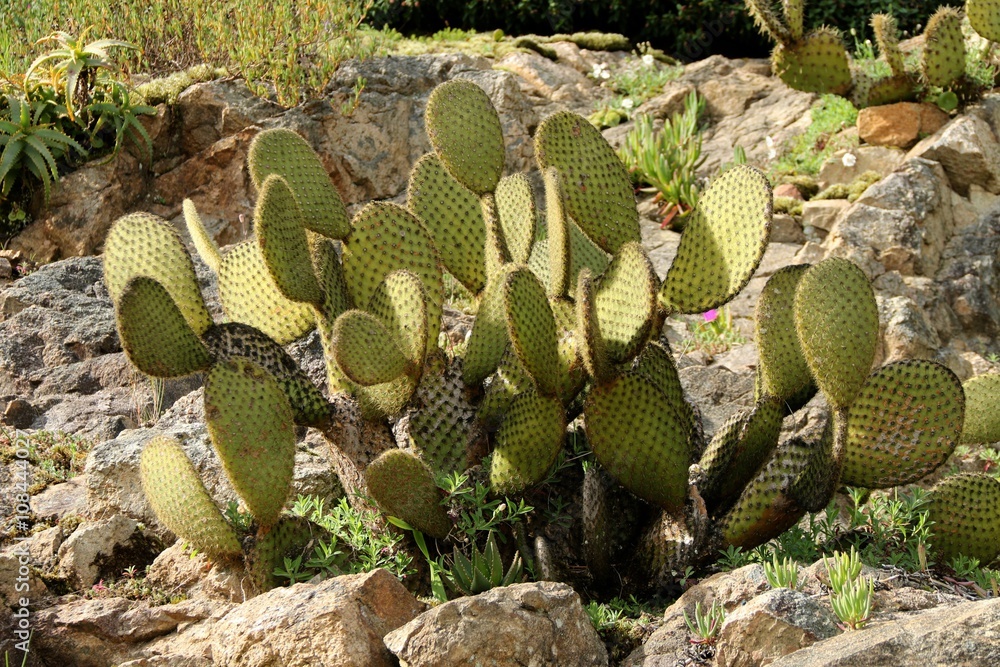 CACTUS CACTUS