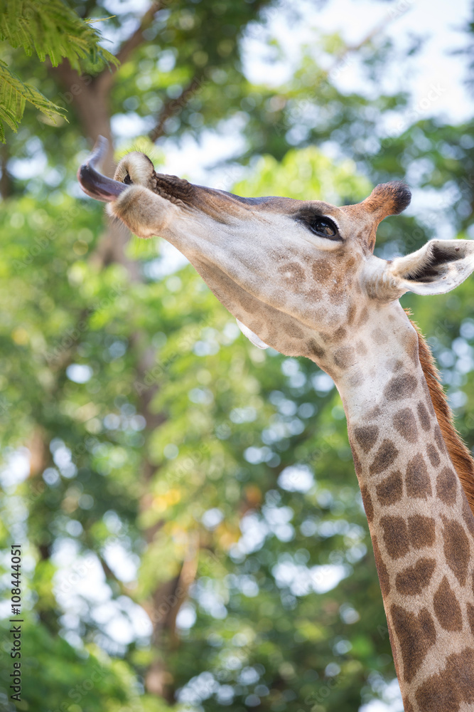 Naklejka premium .Beautiful Giraffe Close up, Giraffe Camelopardalis, The Tallest