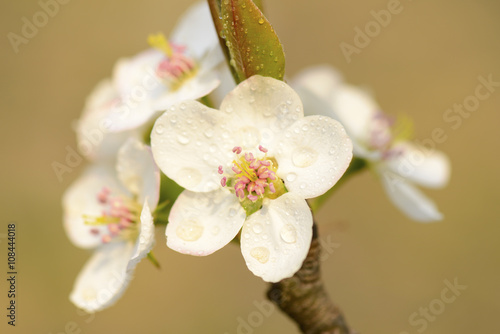 Pear flower blooming