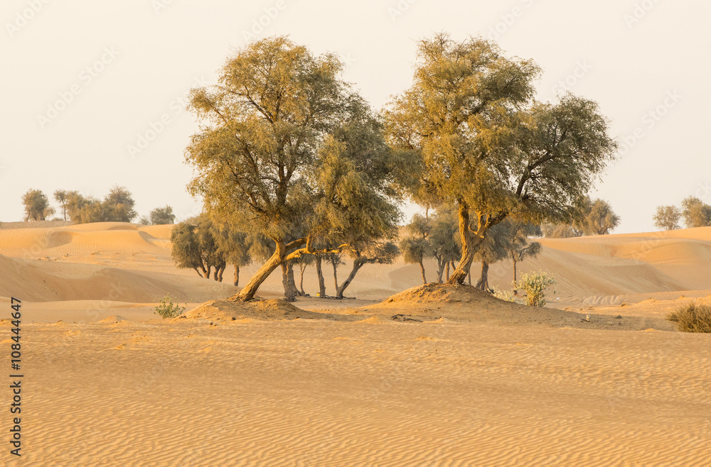 big trees in sand desert in sunset time big trees in sand desert in sunset time
