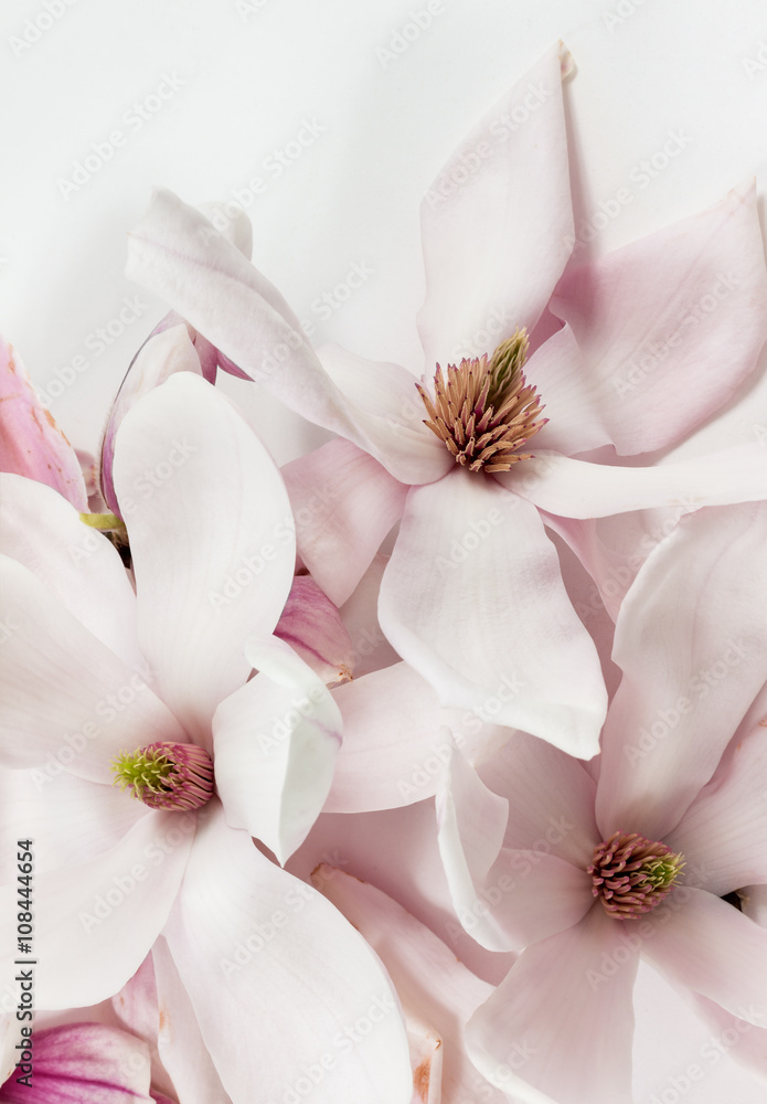 Naklejka premium Frische offene Magnolienblüten auf weissem Hintergrund