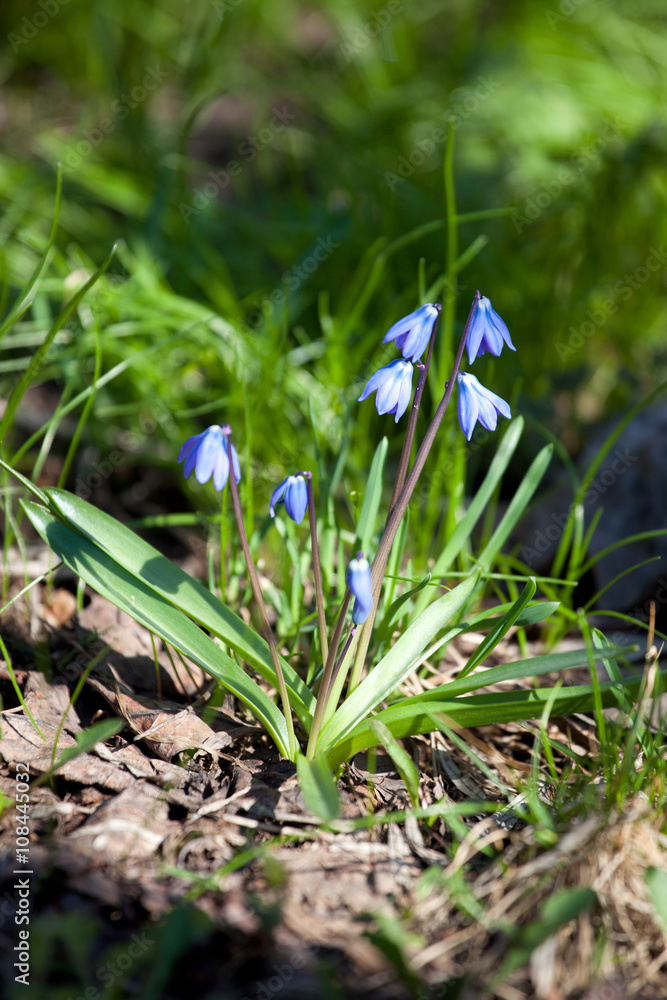 Wood squill (Scilla siberica in latin) flowers soft focus Wood squill (Scilla siberica in latin) flowers soft focus