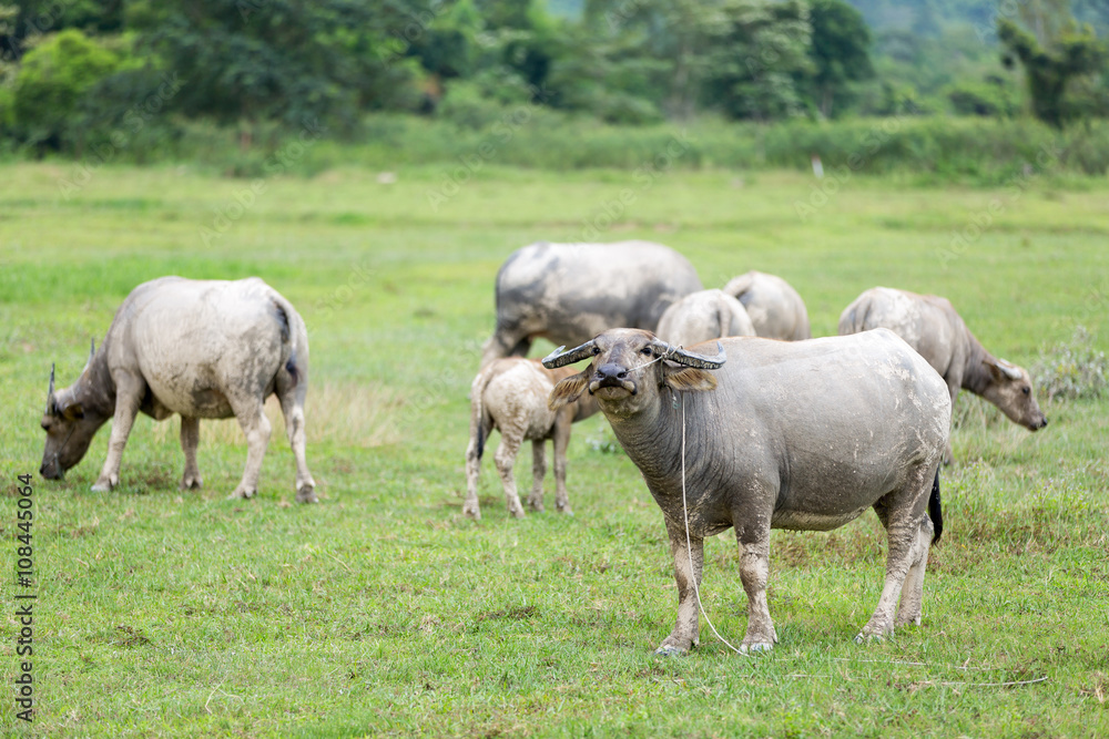 buffalo machine of farm. Mammal animal buffalo machine of farm. Mammal animal