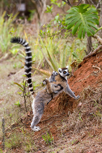 Lémurien catta Madagascar