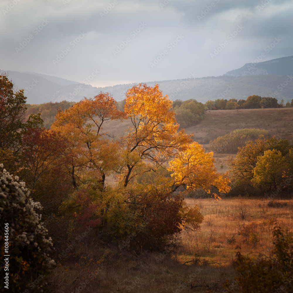 Fototapeta premium Tree with red leaves at sunset