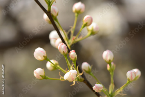 Pear flower blooming