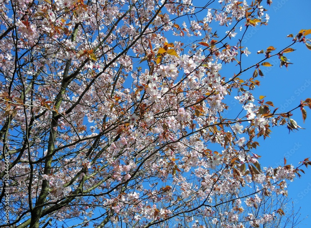 Colourful Spring blossom against a blue sky. Colourful Spring blossom against a blue sky.