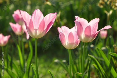Pink Tulip