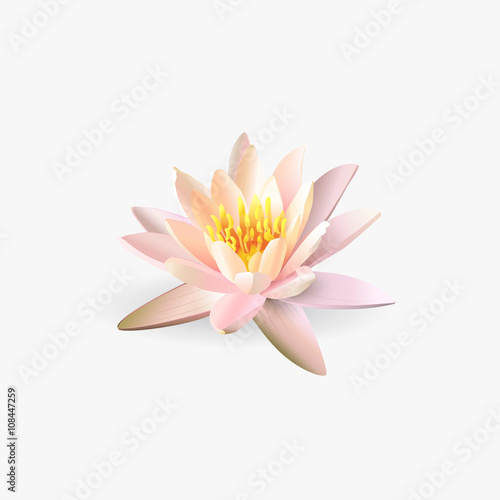 Lotus flower isolated on white background.