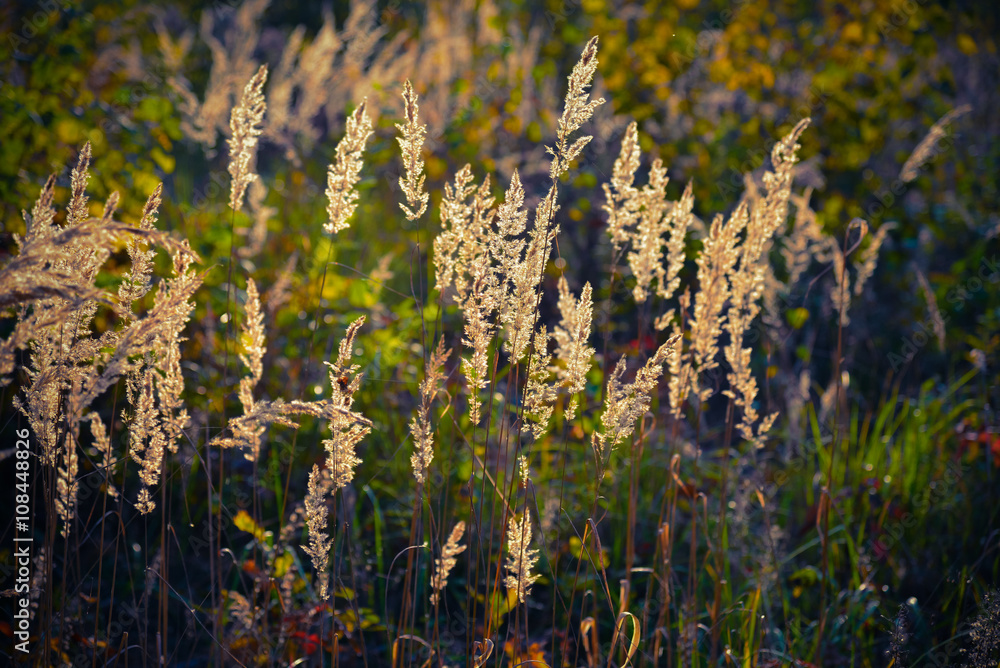 Naklejka premium Grass on a background of sunny light 