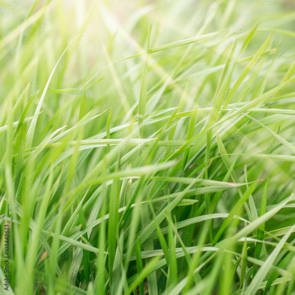 Spring or summer background with green grass Spring or summer background with green grass