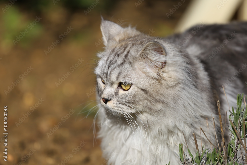 Persian cat playing in garden on grass