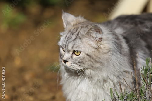 Persian cat playing in garden on grass © topbananas