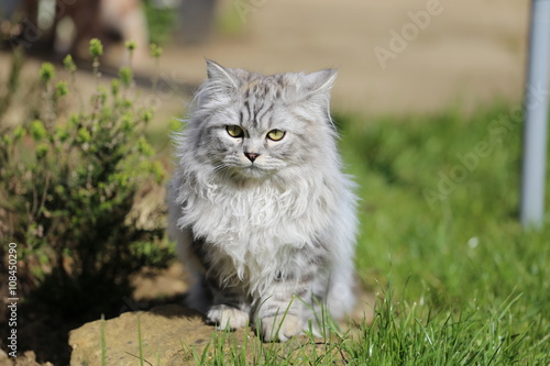 Persian cat playing in garden on grass