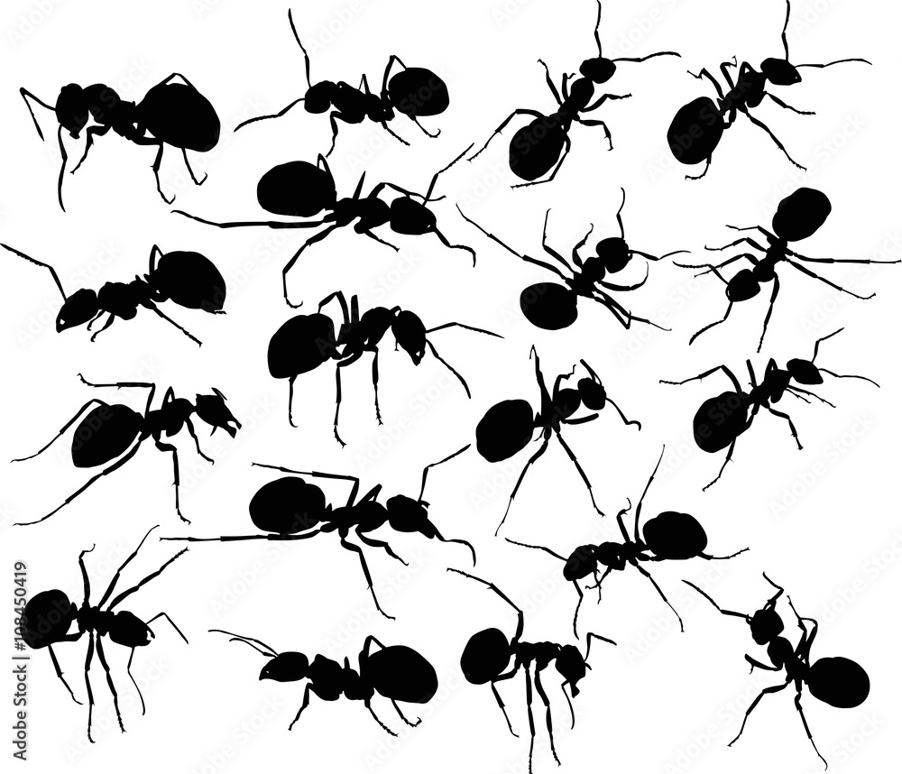eighting black isolated ants eighting black isolated ants