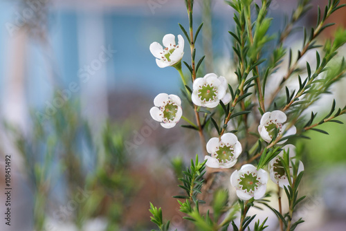 flowering branches with wax flowers (Chamaelaucium uncinatum) photo