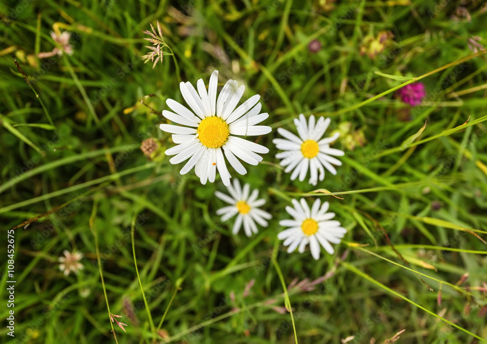 Wild chamomile flowers on a field on a sunny day. shallow depth of field Wild chamomile flowers on a field on a sunny day. shallow depth of field