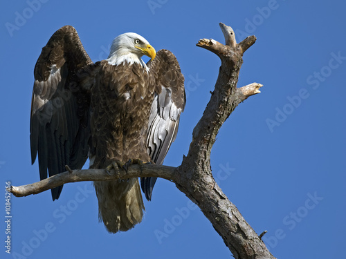 Fotografie Bald Eagle Displaying Wings
