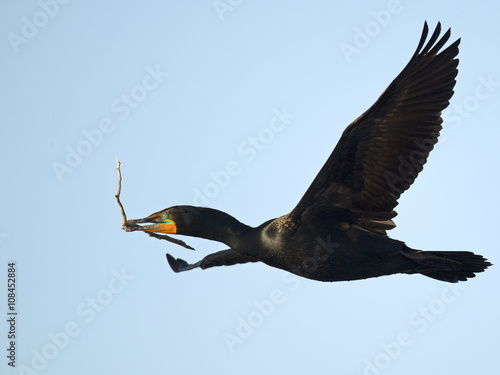 Double-crested Cormorant in Flight with Stick © Brian E Kushner