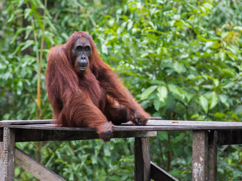 Orangutan sitting on a wooden platform in the background of green leaves