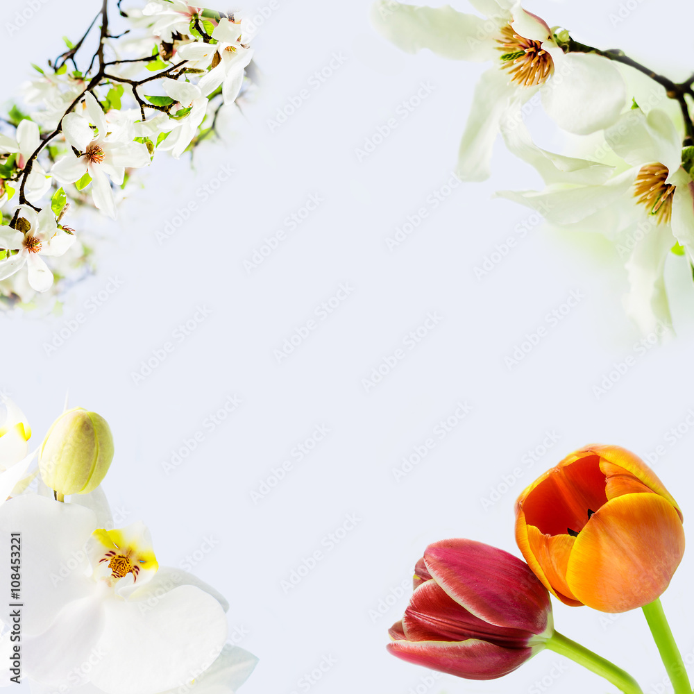magnolia stellata, white orchid and two tulips blossoming on light blue background
