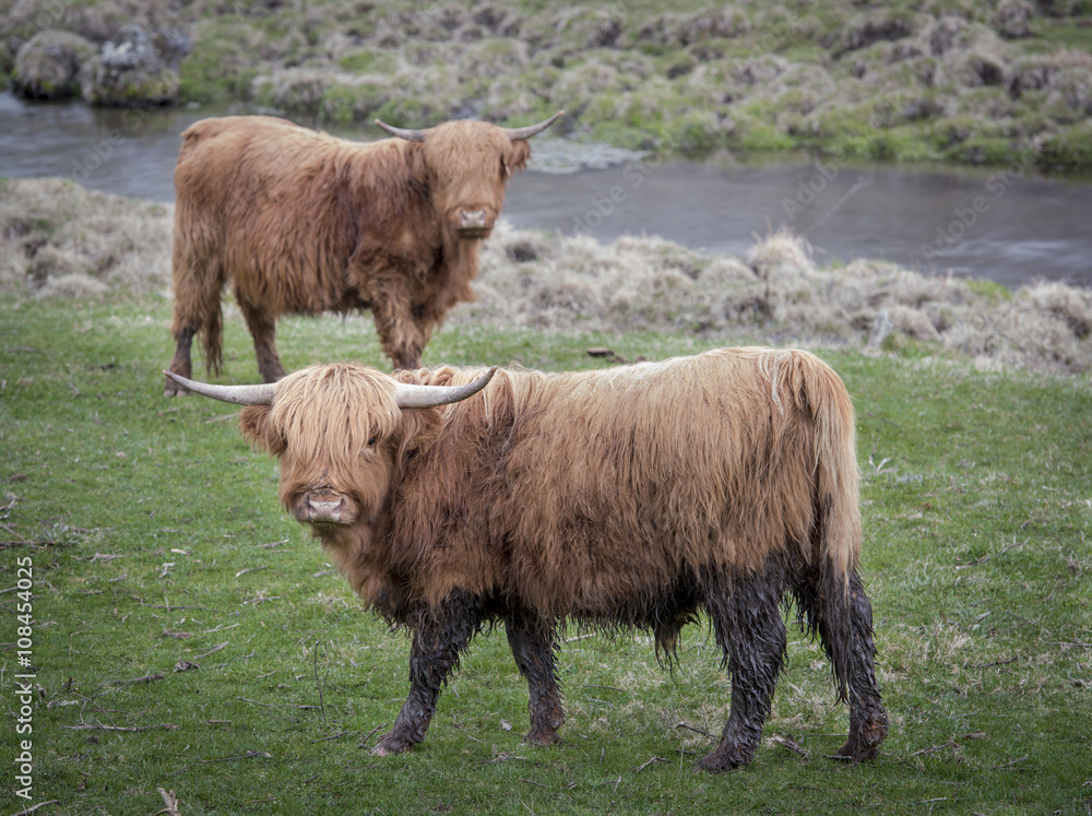 Highland Cattle: A pair of Scottish Highland calves in near a stream in the Hudson Valley of New York Highland Cattle: A pair of Scottish Highland calves in near a stream in the Hudson Valley of New York