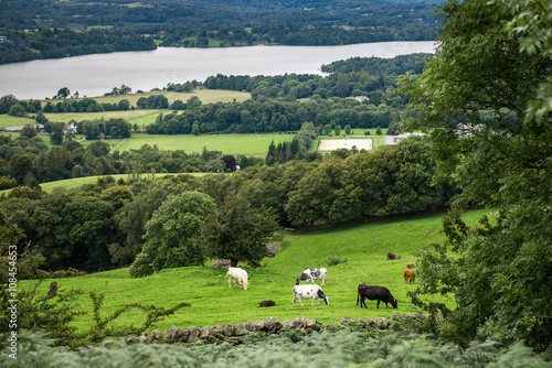  Windermere Lake from Orrest Head on the Meadows with Cows photo