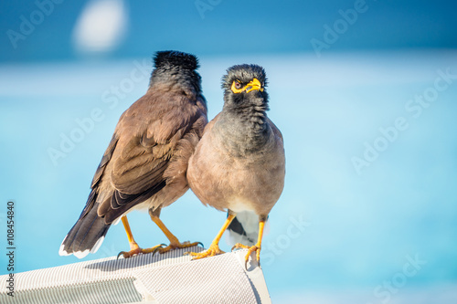 Common Myna Acridothere tristis near the pool