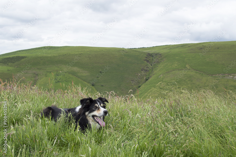 Obraz premium Landscape image of a black and white sheep dog resting in long grass.